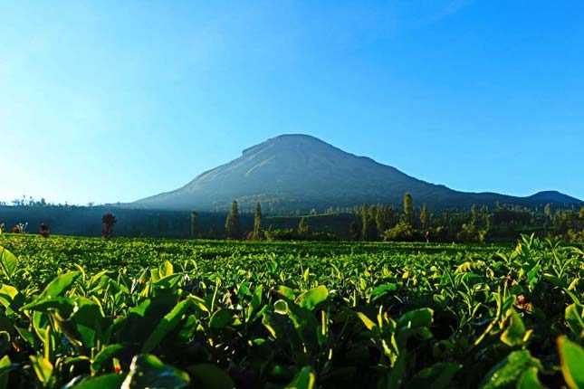 Perkebunan teh Tambi di lereng Sindoro