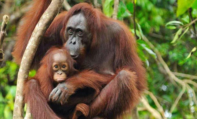 Orangutan Sumatera di Bukit Lawang